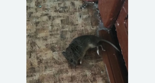 Дезинфекция от мышей в Армавире